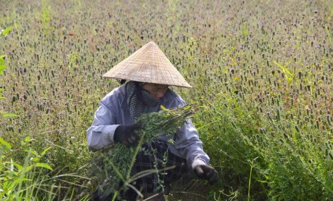 Nhân trần mang về khoản thu nhập tốt cho nông dân