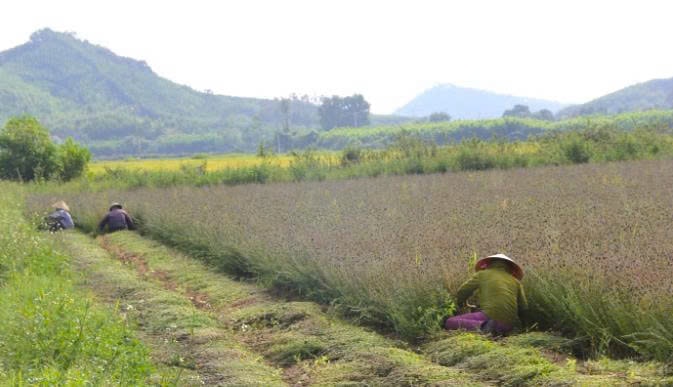 Nông dân Nghệ An thu hoạch nhân trần
