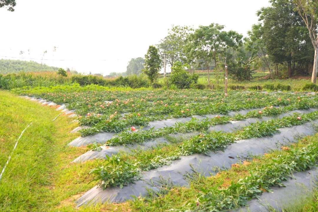 vườn trồng sâm Thổ Hào của nông dân