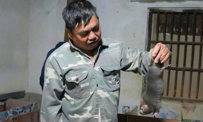 Nông dân nuôi dúi có thu nhập cao