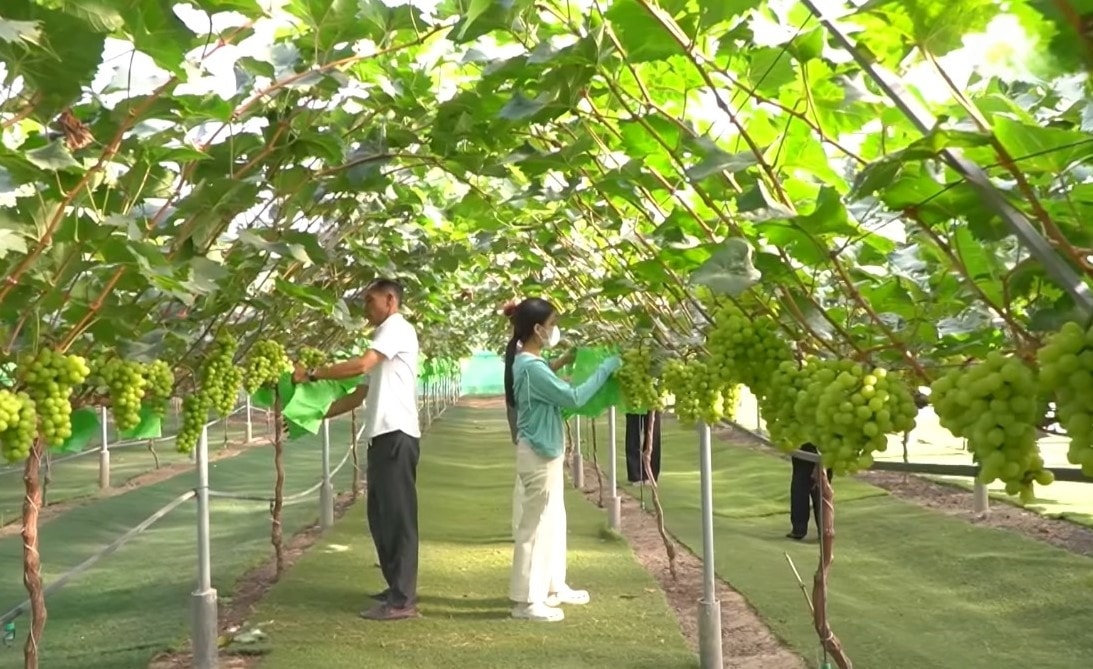 Giàn nho của người nông dân