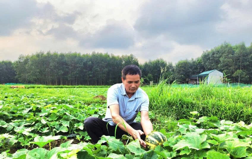 Nông dân trồng dưa bở