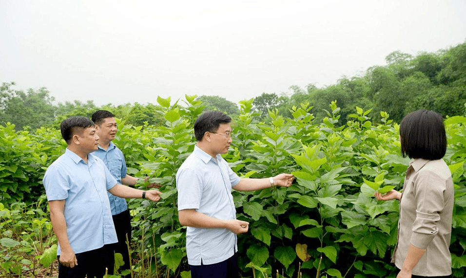 Nông dân trồng dâu tằm