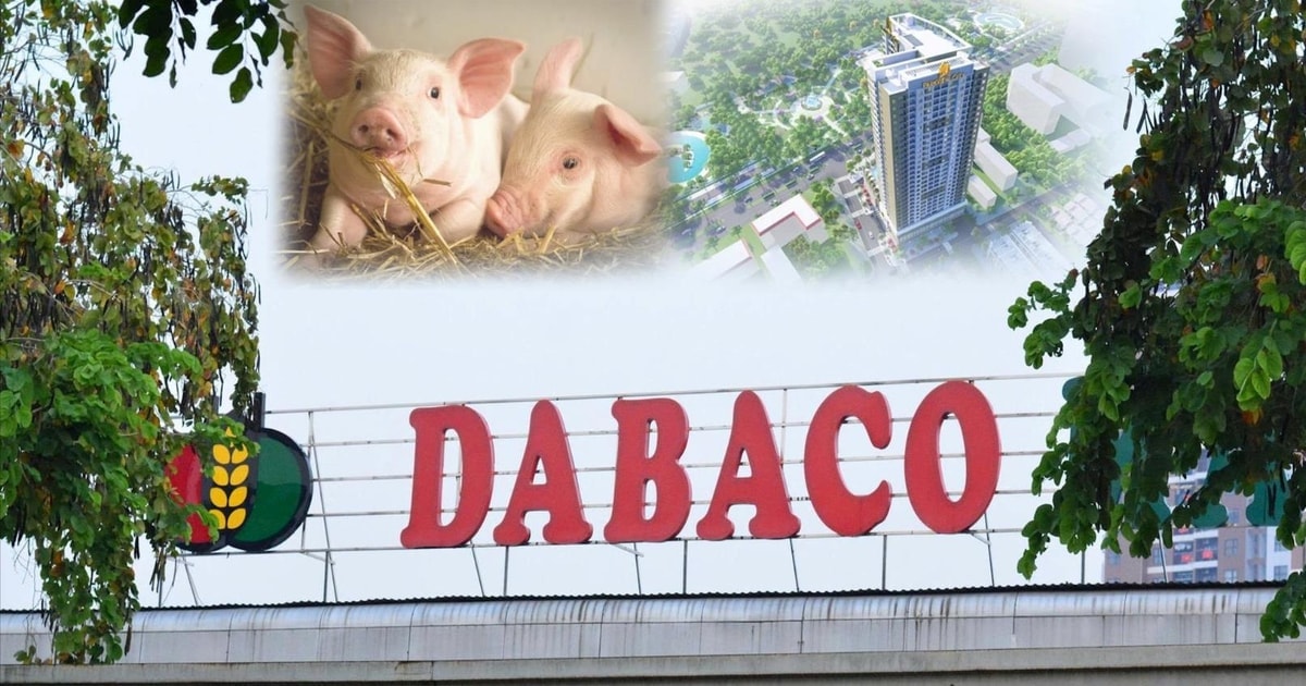 dabaco1.jpg