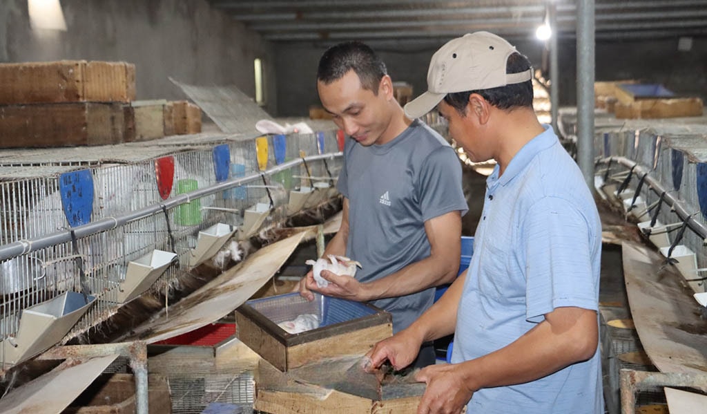 Nông dân Hưng Yên nuôi Thỏ