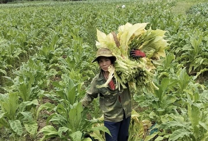 Người nông dân Mã Thị Hà