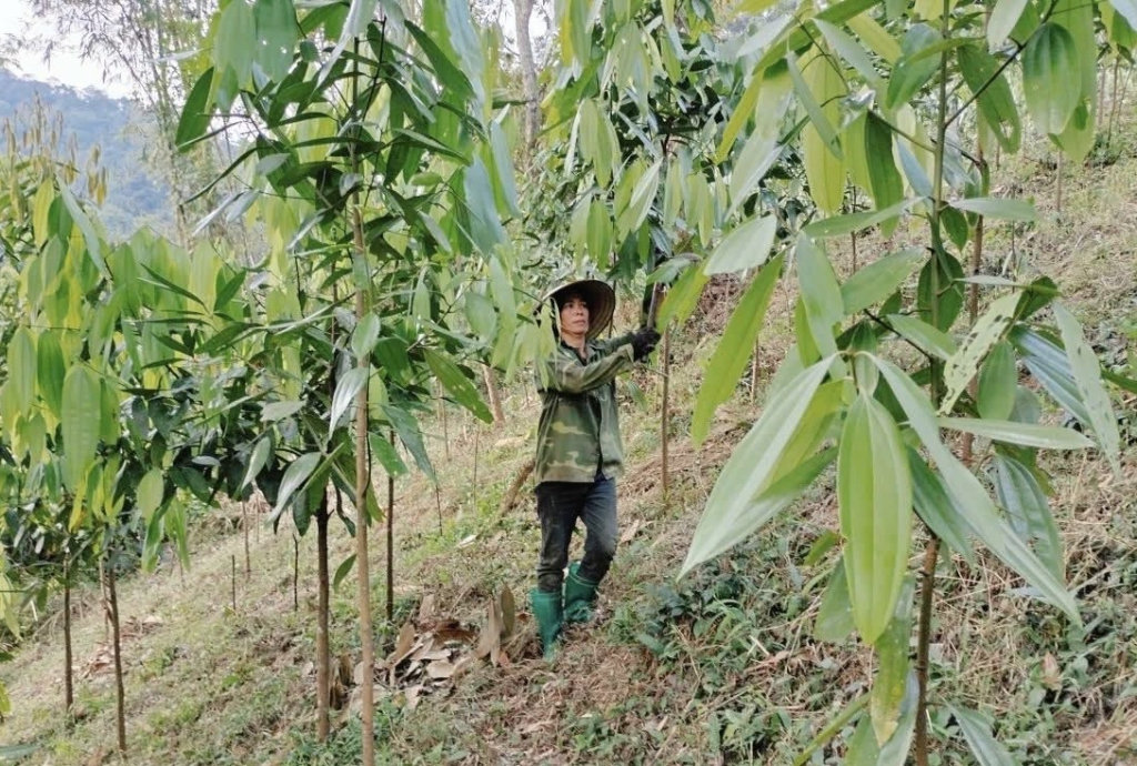 Vườn quế nhà chị Hà