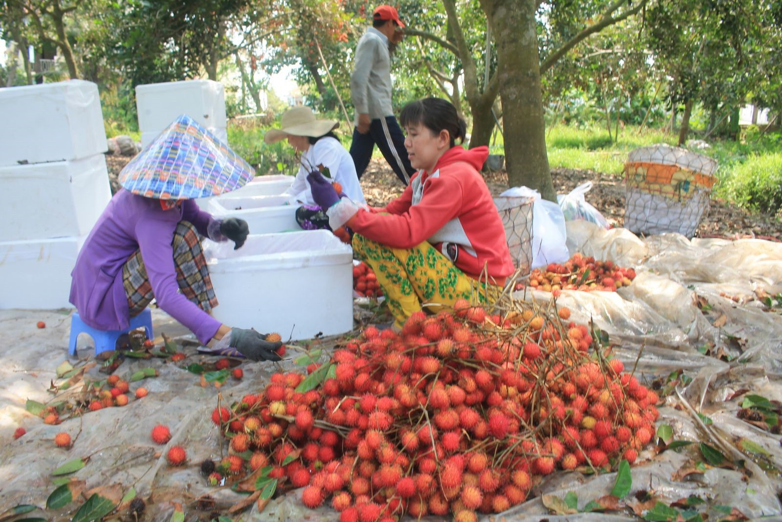 nông dân trồng chôm chôm
