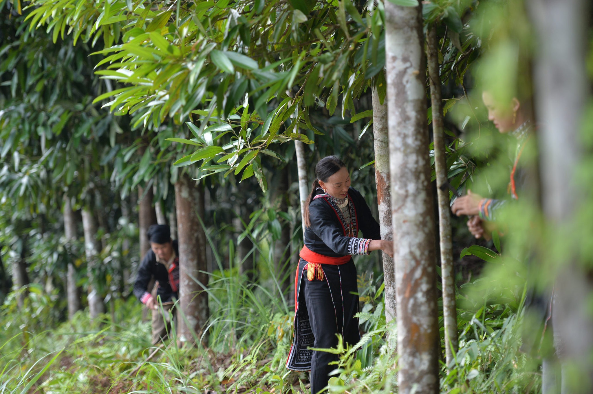 n&ocirc;ng d&acirc;n trồng c&acirc;y quế