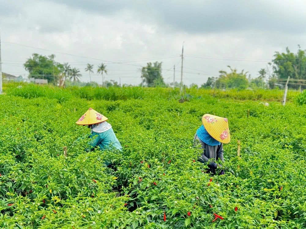 nông dân Cao Bằng trồng ớt