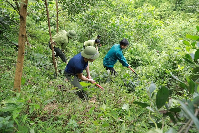 Nông dân trồng rừng