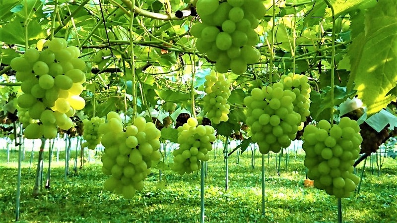 Hải Phòng nhân giống nho Mẫu Đơn