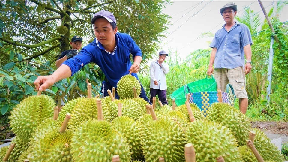 nông dân trồng sầu riêng