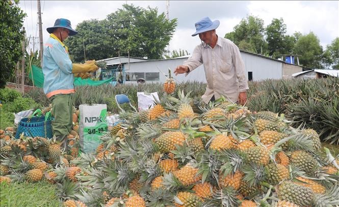 Nông dân thu hoạch dứa ở xã Tân Phước 1, tỉnh Đồng Tháp