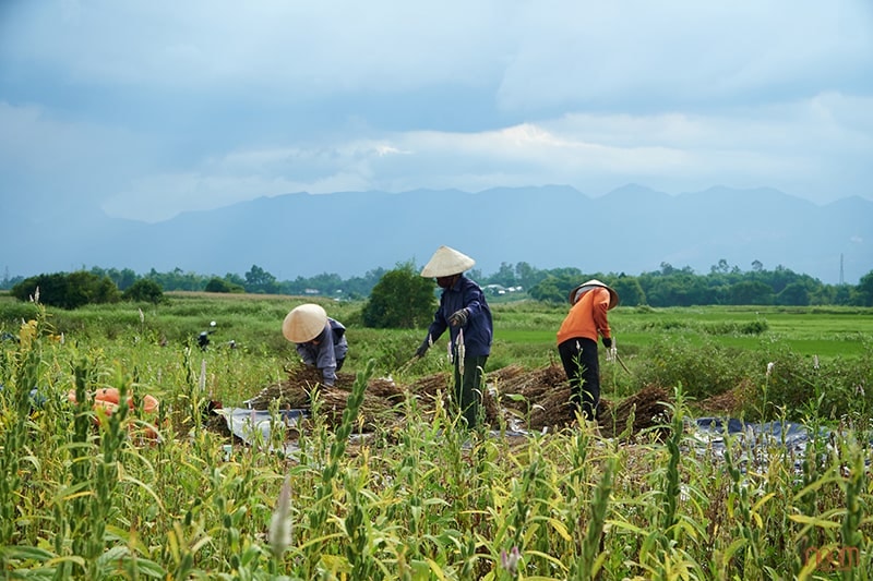 Nông dân trồng mè