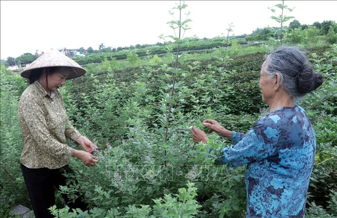 nông dân Hưng Yên