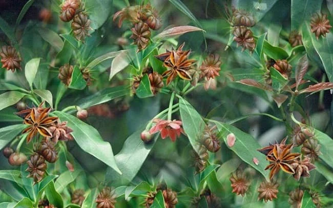 xuatkhau.webp