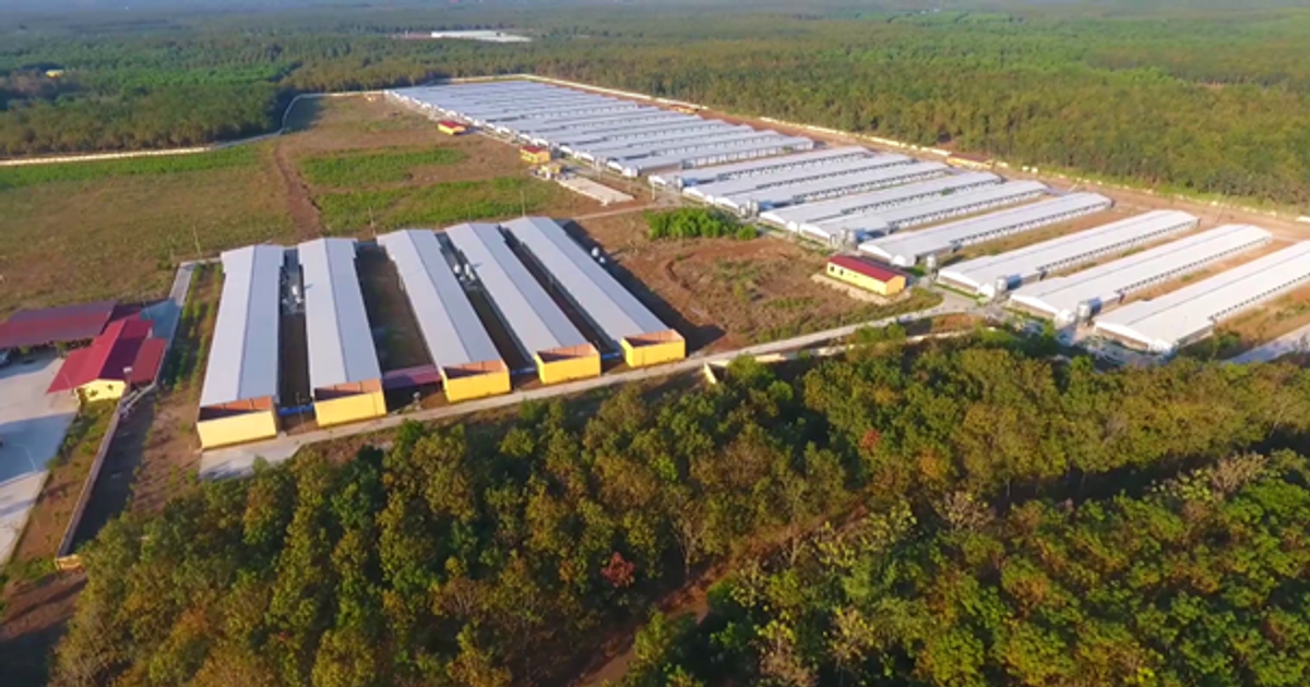Đầu tư bài bản, Dabaco, Hoà Phát, Masan đang lấy lại thứ từng bị lấn át trên chính sân nhà