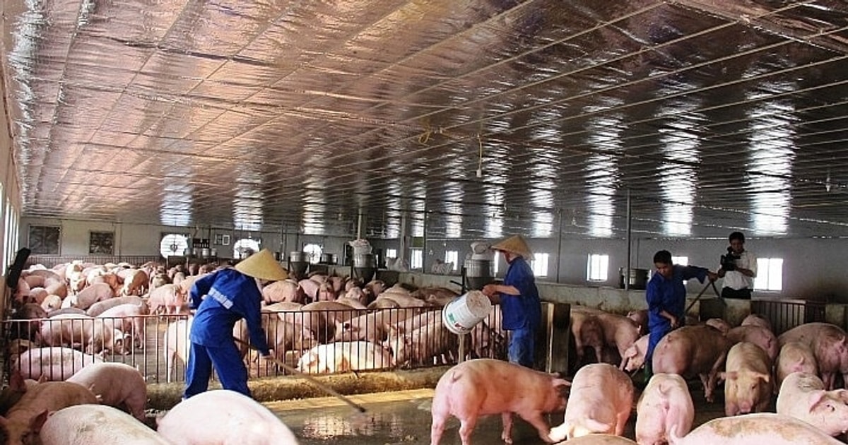 Chỉ 9 tháng đã về đích năm, Dabaco (DBC) hé lộ loạt kế hoạch mới