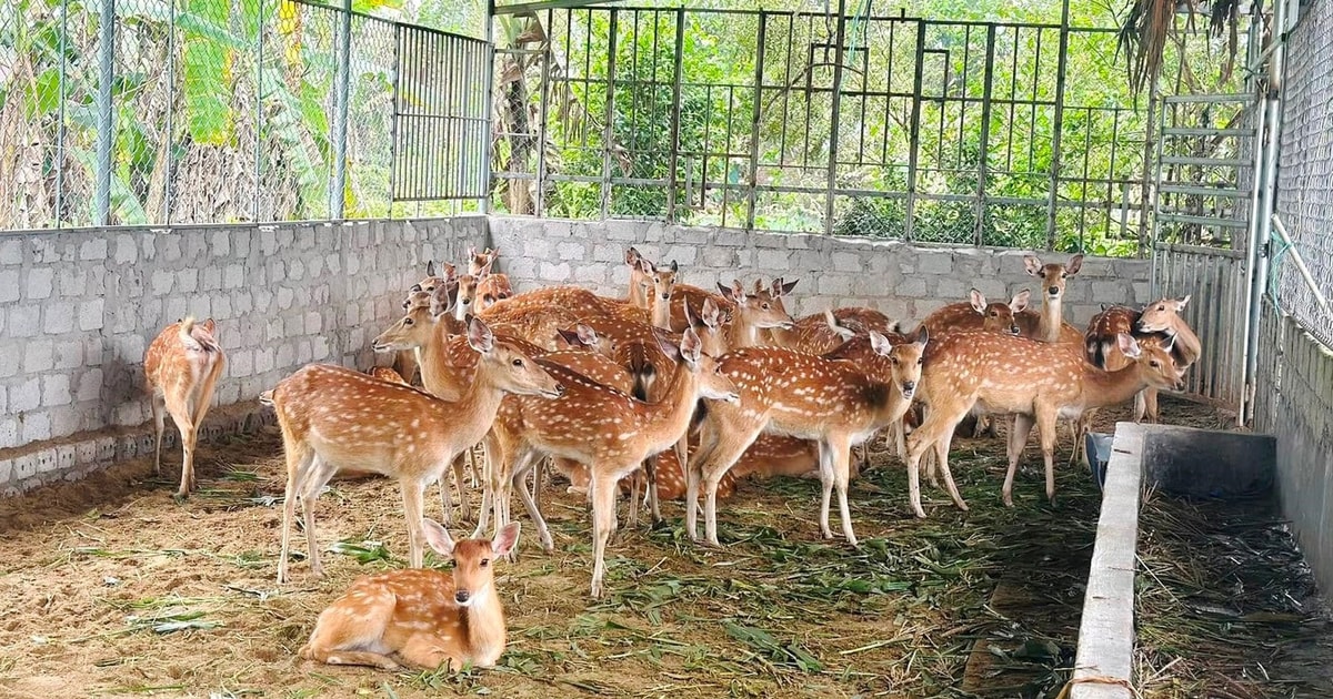 Nông dân An Giang chọn nuôi con vật 