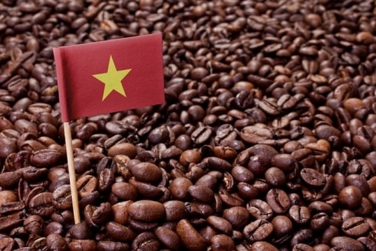 Giá cà phê hôm nay, 28/6/2023: Giá cà phê trong nước tăng đến 700 đồng