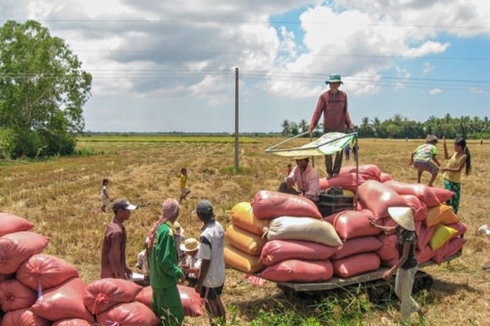 Giá lúa gạo hôm nay ngày 4/7/2023: Giá lúa tăng 100 – 200 đồng/kg