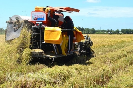 Giá lúa gạo hôm nay ngày 5/7/2023: Giá lúa Hè Thu neo cao, doanh nghiệp tăng cường gom hàng