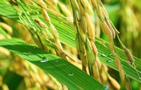 Giá lúa gạo hôm nay ngày 12/7/2023: Giá lúa tiếp đà tăng, giá gạo giảm