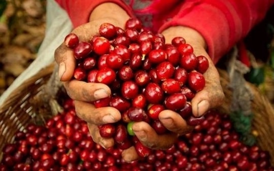 Giá cà phê hôm nay, ngày 13/7/2023: Giá cà phê trong nước giảm nhẹ