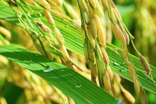 Giá lúa gạo hôm nay ngày 16/7/2023 và tổng kết tuần qua: Giá gạo tăng 150 đồng/kg
