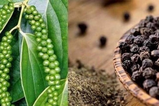 Giá tiêu hôm nay ngày 16/7/2023 và tổng kết tuần qua: Giảm 500 đồng/kg