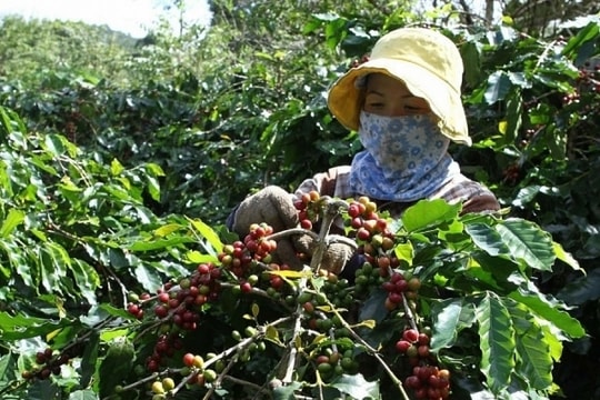 Giá cà phê hôm nay, ngày 18/7/2023: Giá cà phê trong nước giữ ở mức cao