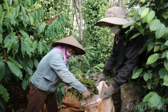 Giá tiêu hôm nay ngày 28/7/2023: Nguồn cung giảm, giá tăng trở lạ