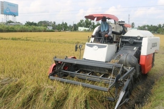 Giá lúa gạo hôm nay ngày 31/7/2023: Giá lúa Hè thu liên tục tăng