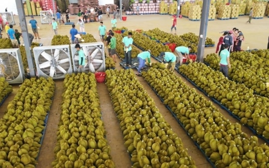 Ngành sầu riêng và bài toán phát triển bền vững