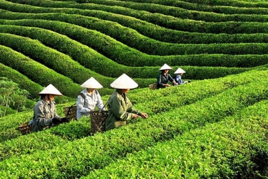 Xuất khẩu chè trong tháng 8 đạt hơn 12.000 tấn với gần 22 triệu USD