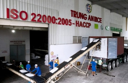 Gạo Trung An chuẩn bị trả cổ tức tỷ lệ 10% bằng cổ phiếu