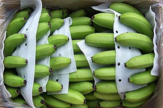Nhật Bản tăng cường thu mua chuối Việt Nam