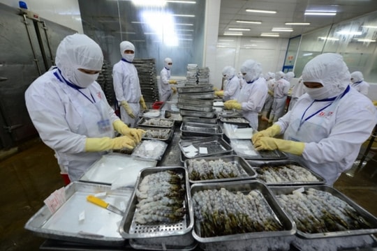 Xuất khẩu thủy sản “nỗ lực” trở lại đường đua
