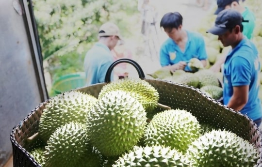 Thương lái “lao đao” khi giá sầu riêng đảo chiều
