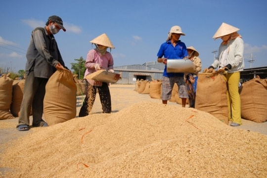 8 tháng đầu năm, một quốc gia châu Phi nhập khẩu gạo Việt Nam tăng 3.000% so với cùng kỳ năm trước
