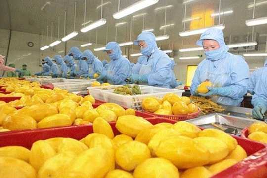 Xuất khẩu rau quả cả năm có thể đạt mức cao nhất từ trước tới nay
