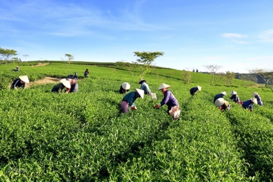 Một sản phẩm đậm chất Việt xuất khẩu tăng vọt hơn 100%