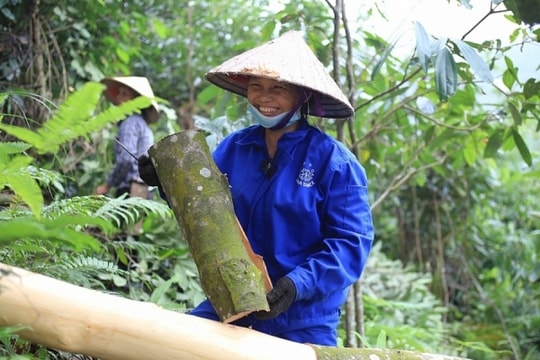 Cần định hướng phát triển bền vững cho ngành quế Việt Nam