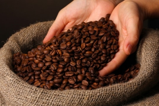 Giá cà phê hôm nay, ngày 17/11/2023: Giá cà phê trong nước cán mốc 60.000 đồng/kg
