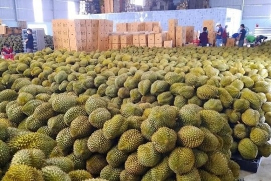 Năm 2023, xuất khẩu rau quả chắc chắn ‘cán đích’ kỷ lục hơn 5 tỷ USD