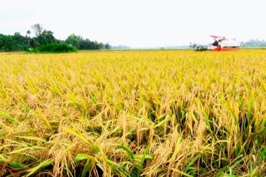 Giá lúa gạo hôm nay ngày 25/11: Tiếp đà tăng 100 đồng/kg với lúa