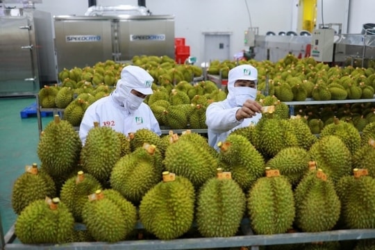 Xuất khẩu rau quả được kỳ vọng sẽ “bứt phá” trong năm 2024