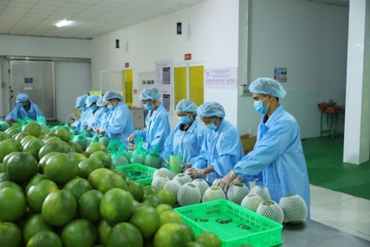 Xuất khẩu rau quả năm 2023 thu về gần 5,6 tỷ USD, phấn đấu đạt 6 tỷ USD trong năm 2024