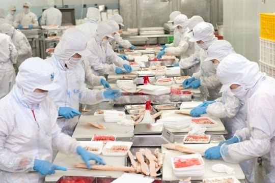 Thủy sản Nam Việt (ANV) trên đà trở thành doanh nghiệp cá tra niêm yết lớn nhất trên sàn